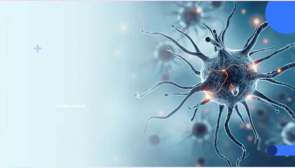 Representa&ccedil;&atilde;o visual do sistema nervoso, enc&eacute;falo e medula